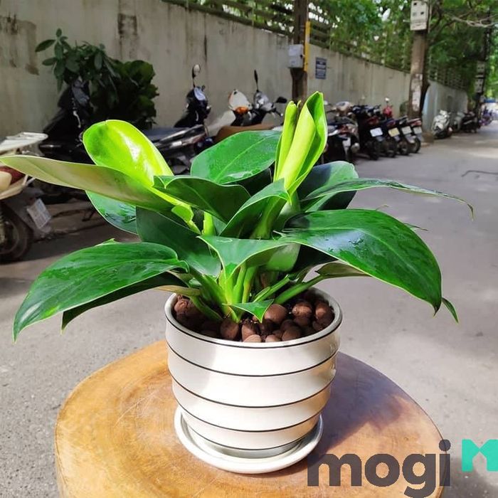 Cây trầu bà