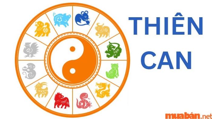 Thiên can Đinh của nam mạng Đinh Tỵ 1977 năm 2024