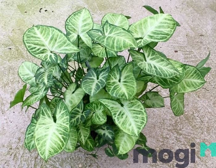 Cây trầu bà