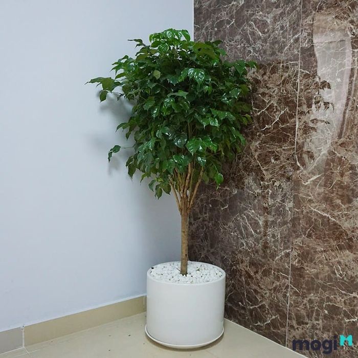 Cây hạnh phúc là loài cây có khả năng chịu nắng nhẹ, nhưng không chịu được nắng nóng trực tiếp trong thời gian dài.