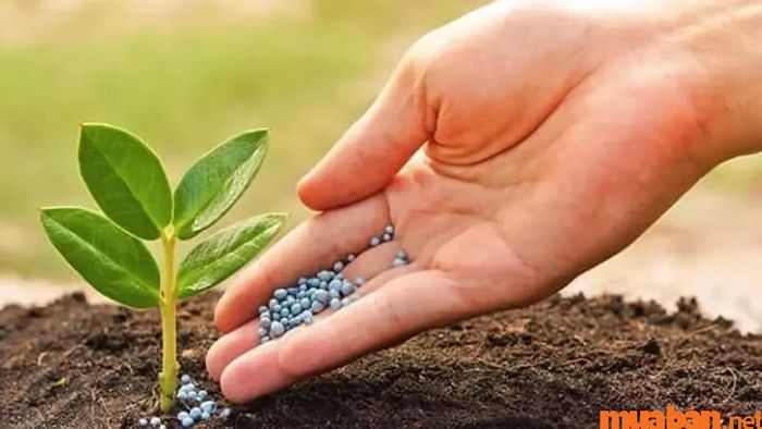 Cây Kim Tiền hợp mệnh nào?