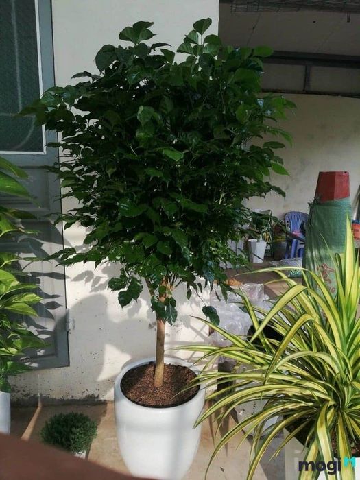 Hướng dẫn chăm sóc cây hạnh phúc