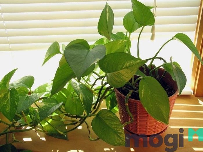 Cây trầu bà