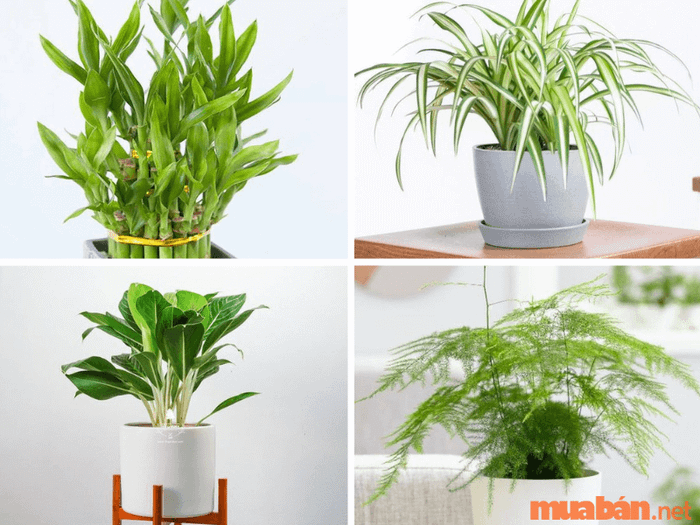 Cây phong thủy phù hợp với người tuổi Mão – mệnh Thuỷ