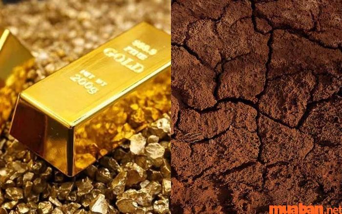 Cây lưỡi mèo phù hợp với mệnh Kim và mệnh Thổ