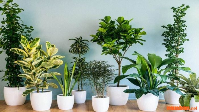 Lý do người mệnh Thổ nên trồng cây phong thủy phù hợp