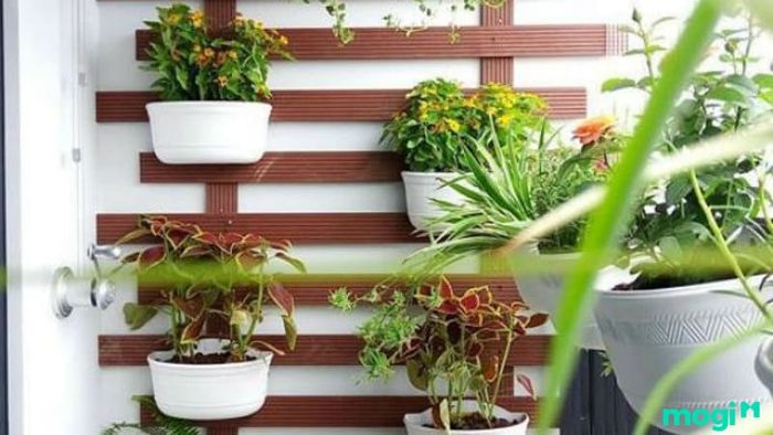 Tại sao bạn nên trồng cây trên ban công?