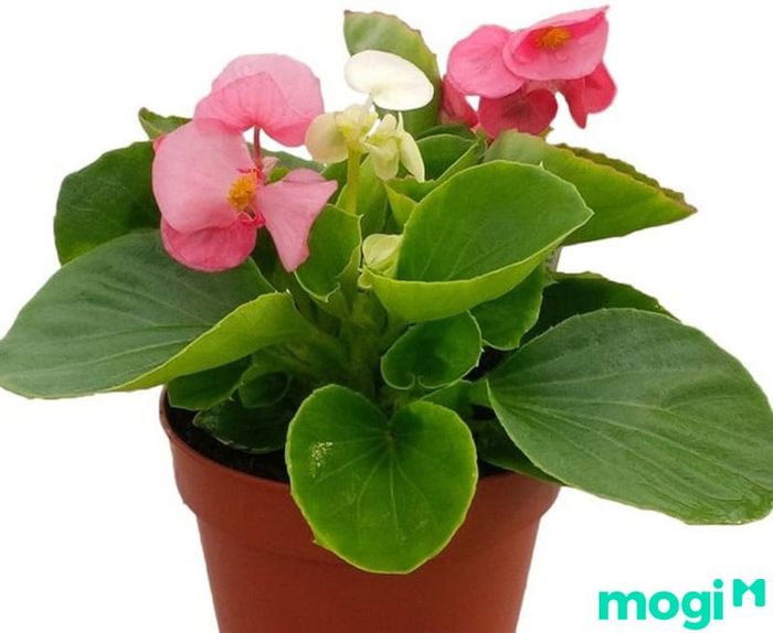 Hoa thu hải đường - Biểu tượng của sự may mắn và hạnh phúc