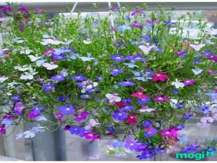 Hoa cúc lobelia