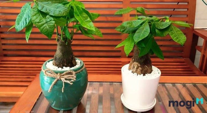 Cây hạnh phúc là một lựa chọn tuyệt vời cho không gian sống của bạn.