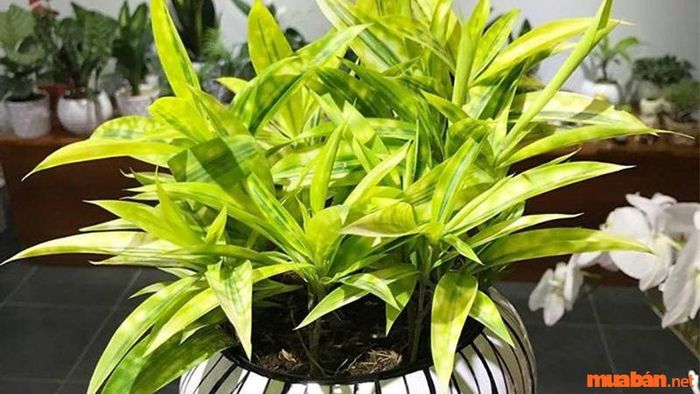 Mệnh Thổ hợp cây gì - Cây Trúc Nhật Vàng