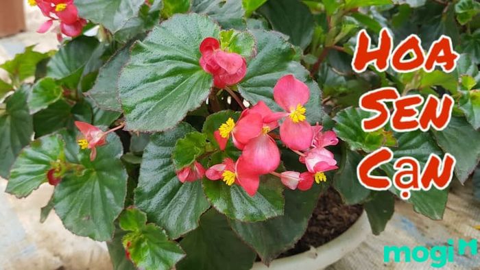 Hoa sen cạn - Loài hoa mang vẻ đẹp tựa hồ thanh thoát