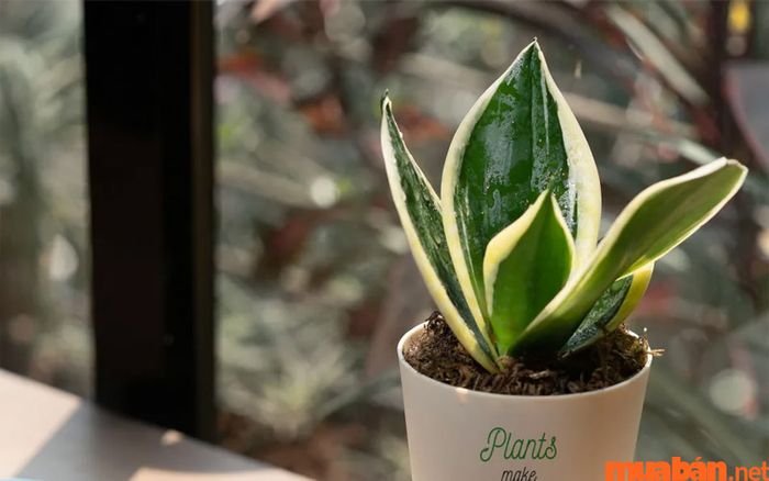 Cây lưỡi mèo có thể trở thành món quà tặng ý nghĩa