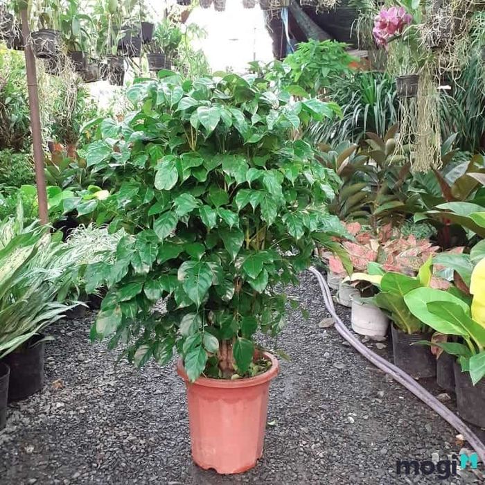 Cây Hạnh Phúc có kích thước lớn