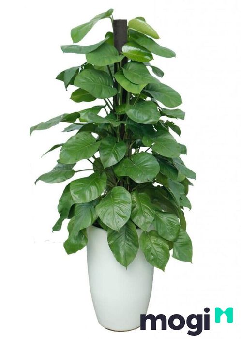 Trầu bà leo là giống cây dễ trồng và phát triển nhanh chóng.