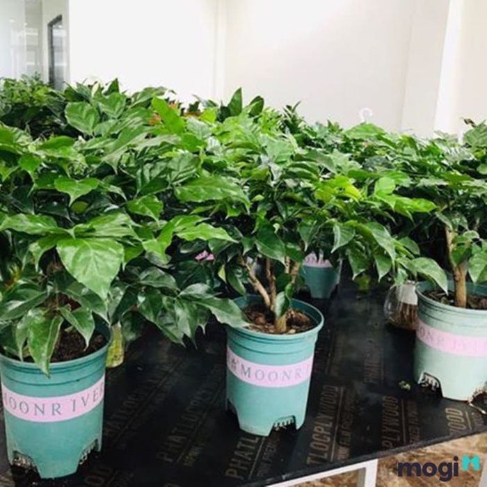 Hướng dẫn chăm sóc cây hạnh phúc tại nhà