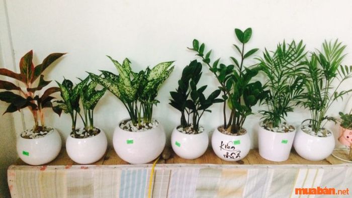 Mệnh Thổ nên chọn cây gì?