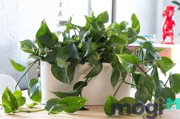 Đây là loại cây cảnh rất dễ trồng và chăm sóc, thích hợp cho mọi không gian sống.