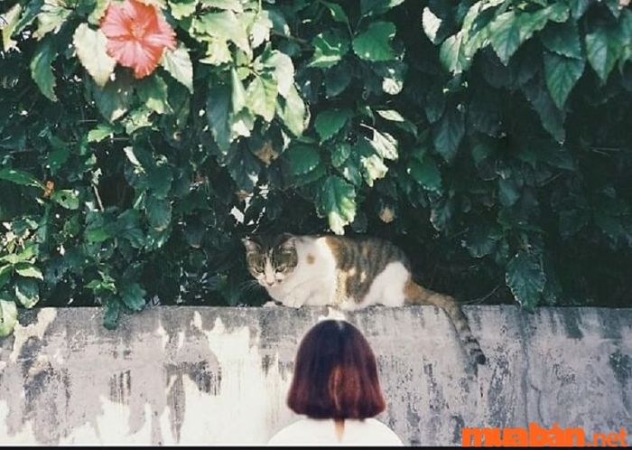 Ý Nghĩa của Mũi Tên Cân Bằng Cảm Xúc