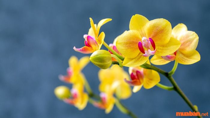 Mệnh Thổ hợp với cây gì? – Cây Lan Hồ Điệp Vàng