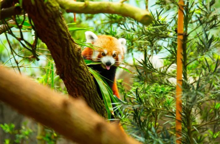 Red pandas at the River Safari.