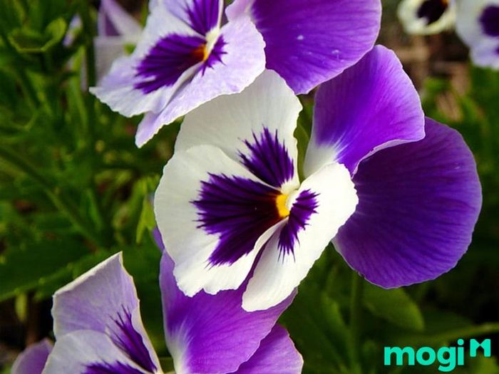Hoa panse - Sự tươi mới ngay cả trong mùa lạnh