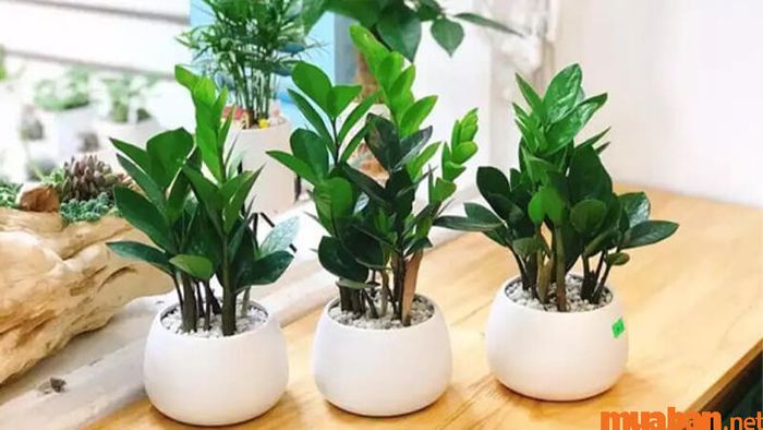 Cây Kim Tiền hợp với mệnh nào?