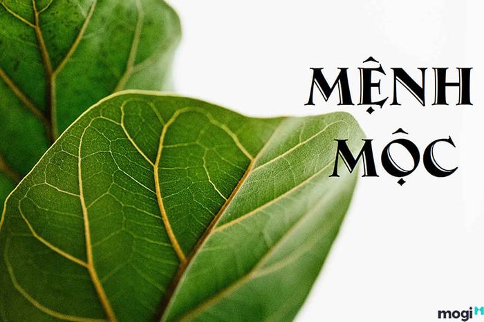 Cây phù hợp với người mệnh Mộc