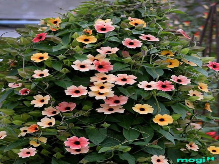 Hoa mắt huyền leo là loài hoa xinh đẹp, được biết đến với vẻ đẹp tinh tế và sự nở hoa liên tục. Cây leo này thích hợp trang trí ban công, tạo nên không gian mát mẻ và quyến rũ.