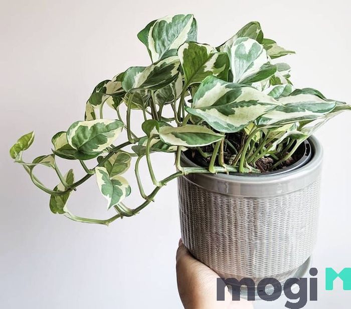 Trầu bà ngọc thủy có lá màu xanh lục bảo và trắng, mang lại vẻ đẹp thanh thoát và quyến rũ.