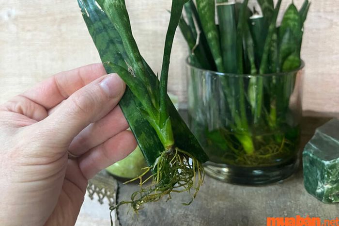 Cách nhân giống cây lưỡi mèo là dùng những chồi non mọc sát gốc cây và tách chúng để trồng vào chậu mới.