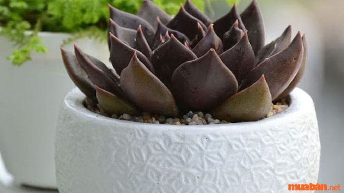 Mệnh Thổ hợp cây gì - Cây Sen Đá Nâu