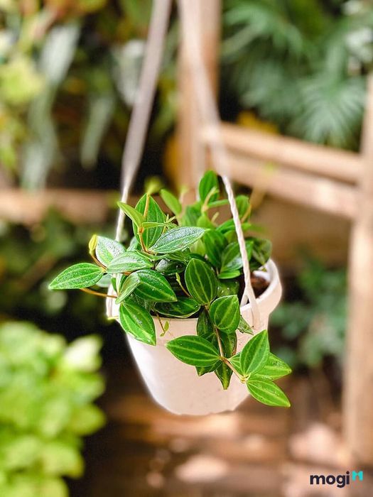 Để cây luôn khỏe mạnh, hãy cho cây ra tắm nắng nhẹ thường xuyên