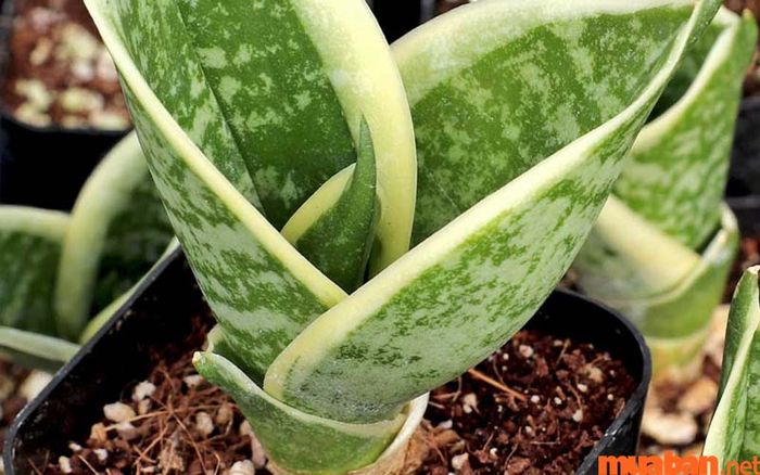 Cây lưỡi mèo nên được trồng trong loại đất tơi xốp và thoáng khí để đảm bảo sự phát triển tốt nhất.