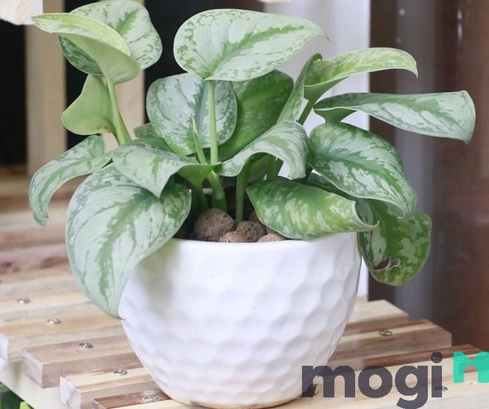 Cây trầu bà
