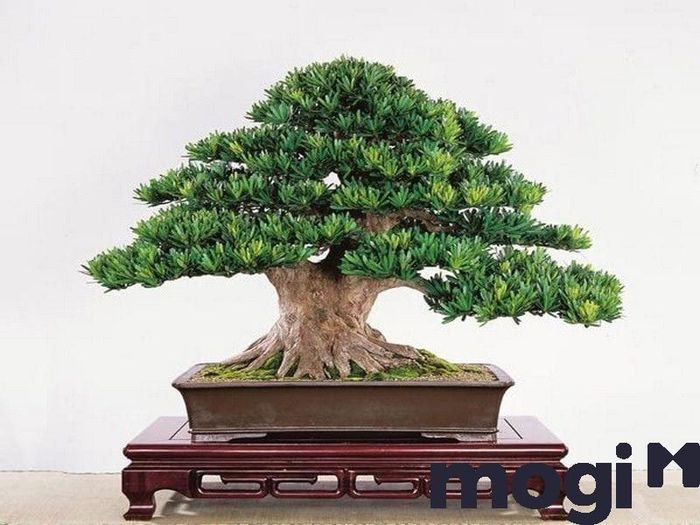 Cây luôn xanh tốt suốt cả năm.