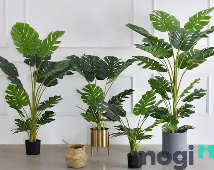 Cây trầu bà là biểu tượng cho sự sinh sôi, phát triển, thịnh vượng, may mắn và tài lộc trong phong thủy.