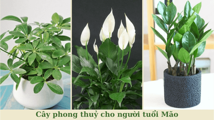 Cây phong thủy cho người tuổi Mão giúp mang lại nhiều tài lộc và vận may