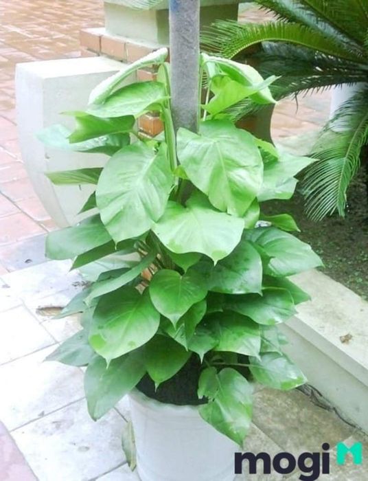 Ý nghĩa phong thủy của cây trầu bà leo