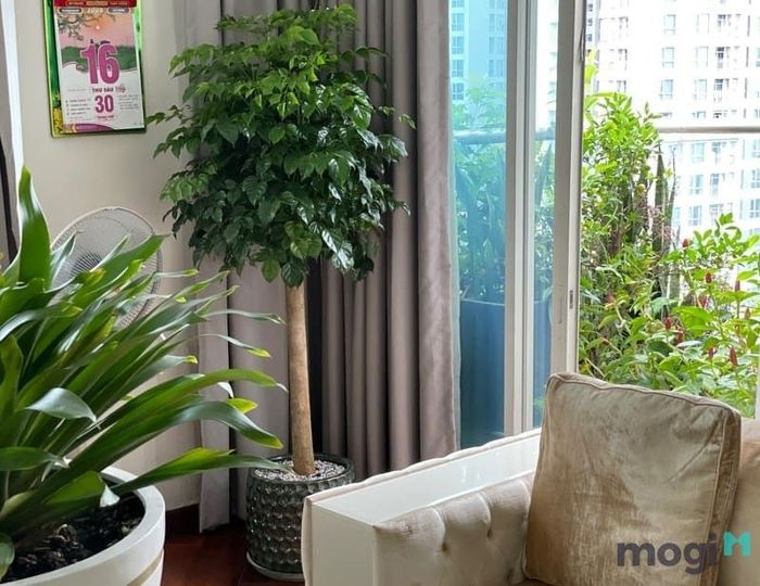 Cây hạnh phúc hợp mệnh nào và nên đặt ở đâu trong ngôi nhà của bạn?