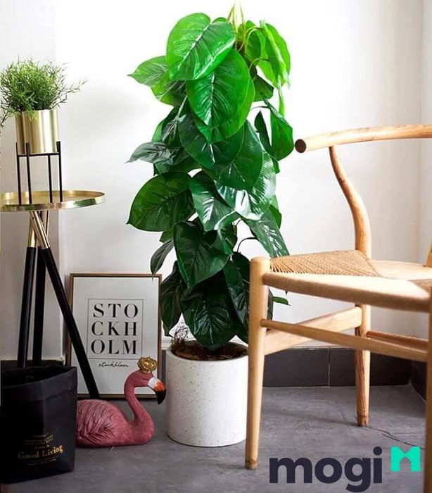 Cách trồng cây trầu bà leo cột