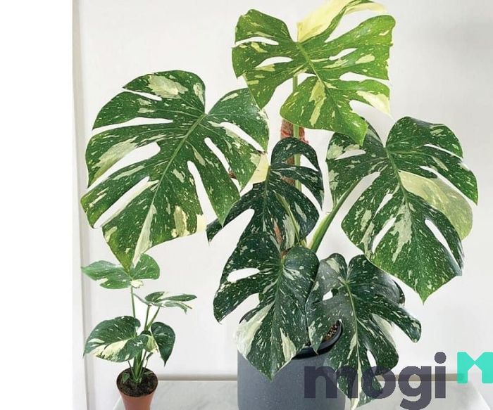 Loại cây này được yêu thích rất nhiều vì lá có hình dạng vô cùng đặc biệt và lạ mắt.