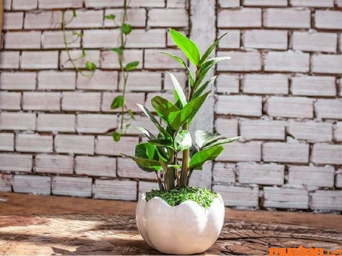 Cây Kim Tiền hợp mệnh nào?