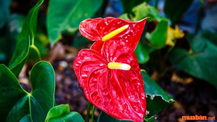 Mệnh Thổ hợp cây gì - Cây Hồng Môn