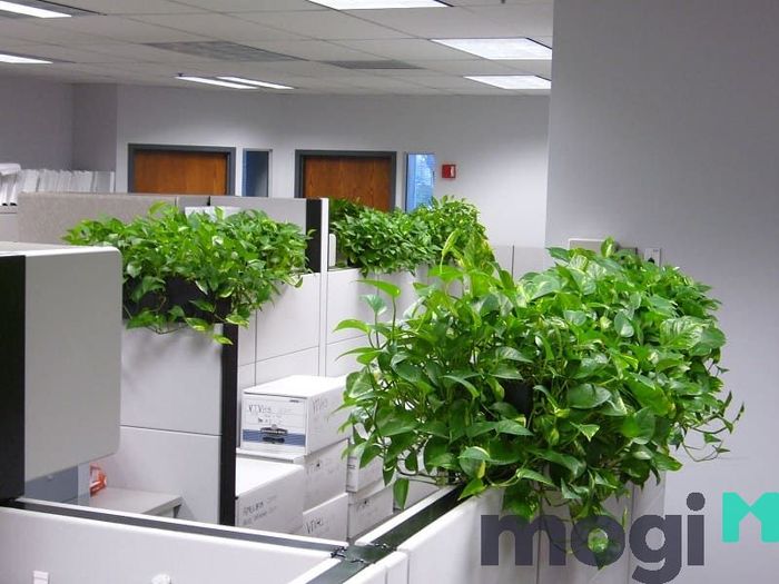 Đặt chậu trầu bà trên bàn làm việc sẽ hỗ trợ bạn thu hút tài lộc, mang lại vận may và thành công lớn trong công việc.