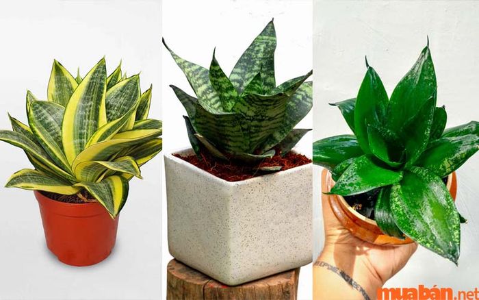 Các loại cây lưỡi mèo phổ biến hiện nay