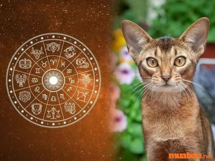 Phân tích lá số tử vi Kỷ Mão 1999 nam mạng năm 2024