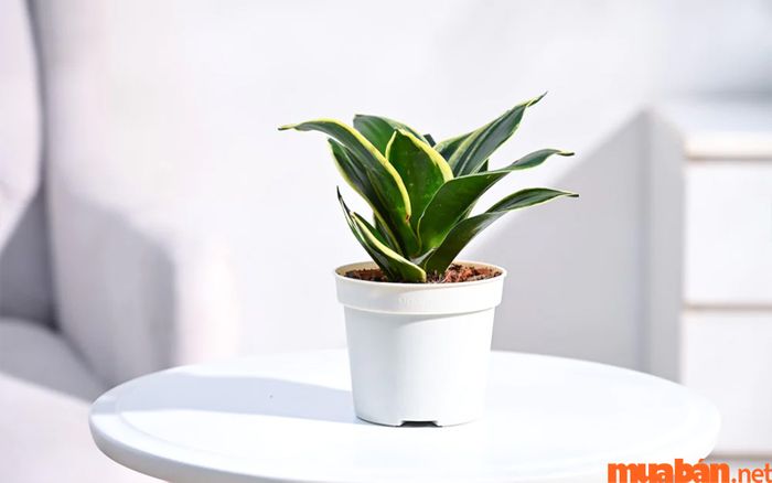 Cây lưỡi mèo có khả năng làm sạch không khí trong không gian sống