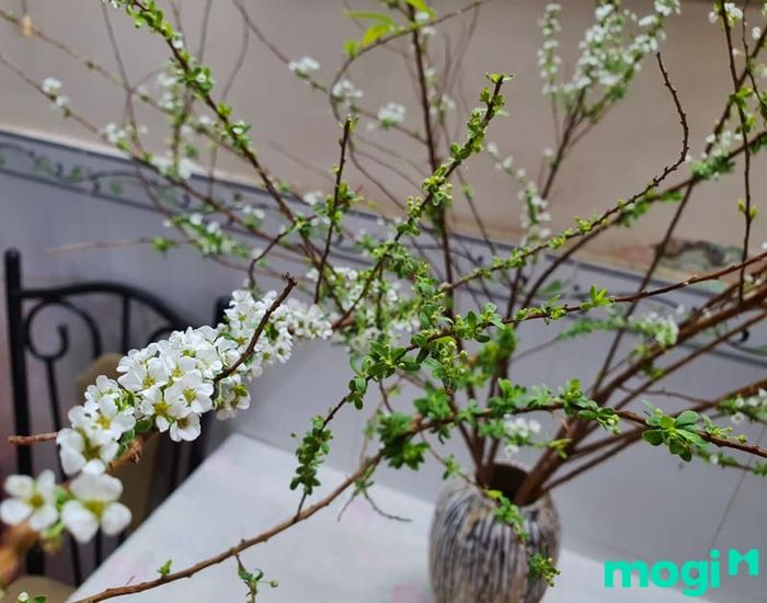 Hoa bông tuyết là loài hoa sở hữu vẻ đẹp thanh khiết và tinh tế, luôn thu hút sự chú ý của những ai yêu thích không gian yên bình, dễ chịu. Với những cánh hoa trắng muốt như tuyết, bông tuyết là lựa chọn tuyệt vời để trang trí cho mọi không gian.