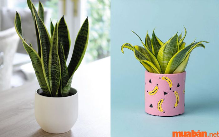 Sự khác biệt giữa cây lưỡi hổ (bên trái) và cây lưỡi mèo (bên phải)